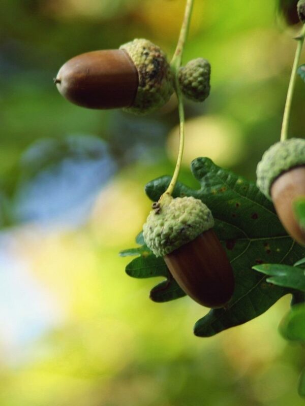 Can You Eat Acorns? Nutrition, Benefits, and Dangers