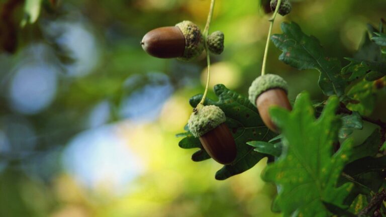 Can You Eat Acorns? Nutrition, Benefits, and Dangers