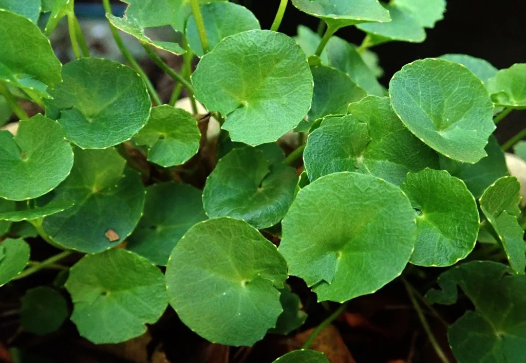 Comprehensive Guide on the Benefits of Gotu Kola Supplements