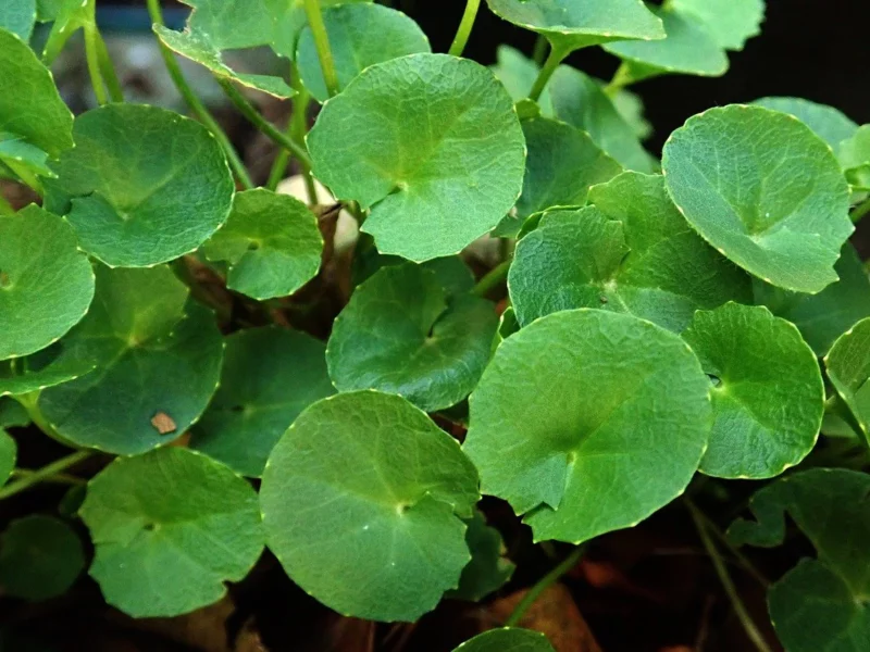 Comprehensive Guide on the Benefits of Gotu Kola Supplements