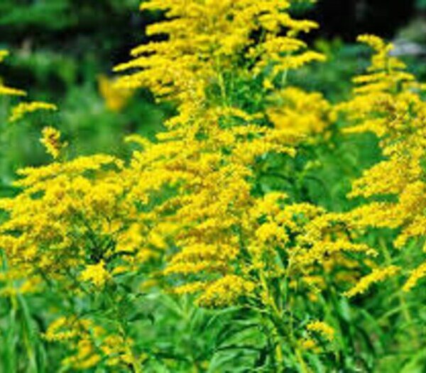The Comprehensive Guide to the Benefits of Golden Rod Supplements