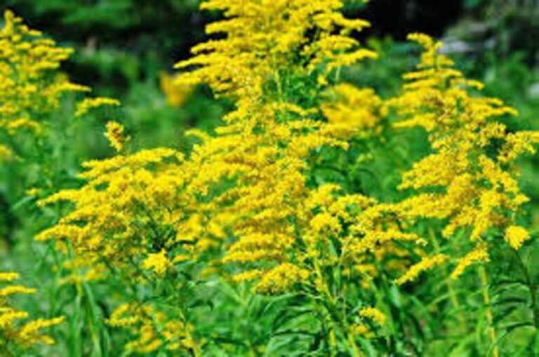 The Comprehensive Guide to the Benefits of Golden Rod Supplements