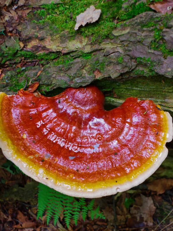 The Comprehensive Guide to the Benefits of Reishi Functional Mushrooms